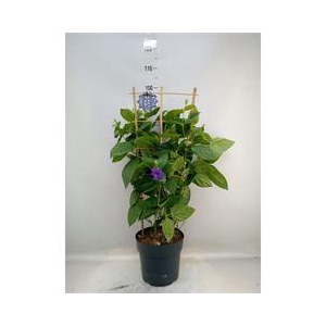 Thunbergia battiscombei