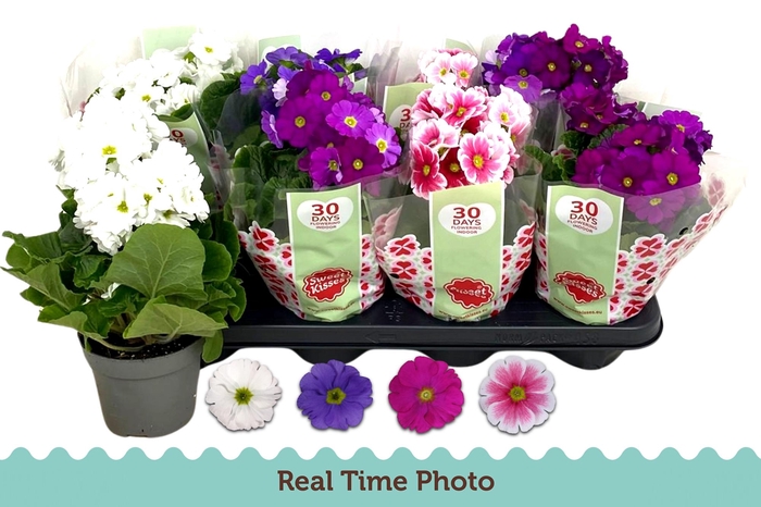 <h4>PRIM OB TM GEM</h4>