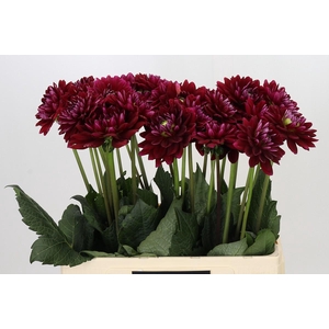 Dahlia Red Runner