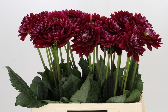 <h4>Dahlia Red Runner</h4>