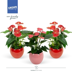 Anthurium - KARMA Red & Pink Mix| Lisa Red & Pink