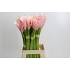 Zantedeschia Eydolls Pink