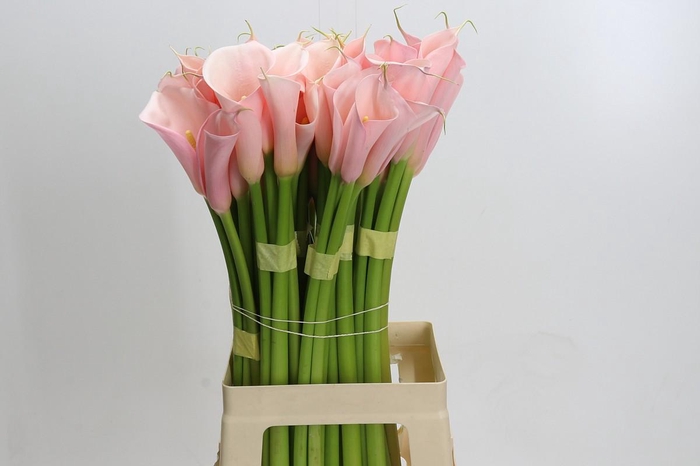 <h4>Zantedeschia Eydolls Pink</h4>