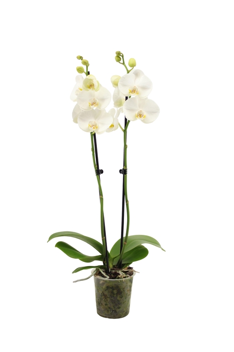 <h4>Phal Independence 2T16+</h4>