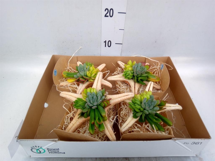 <h4>Planten  ..in schelp L%</h4>