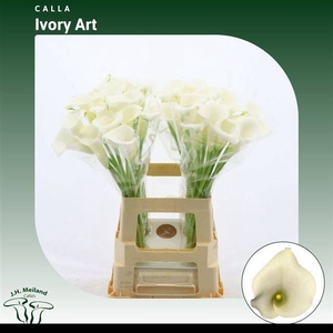 ZANT IVORY ART