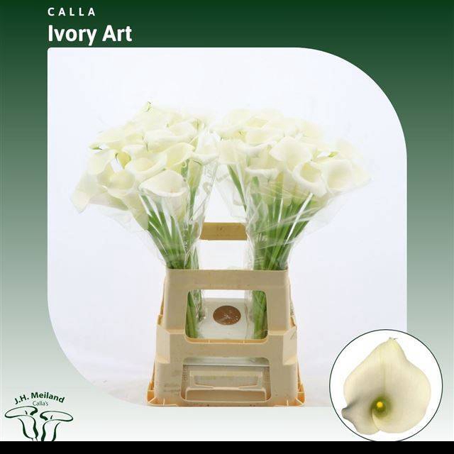 <h4>ZANT IVORY ART</h4>