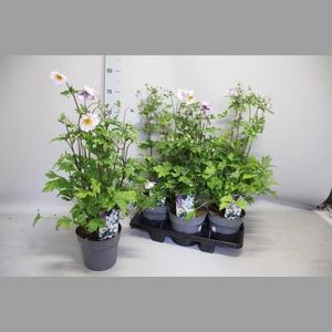 ANEM HUPEHENSIS