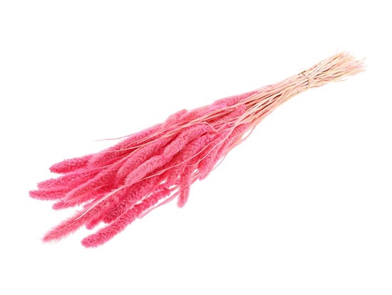 Bunch Setaria Slv L75 150g