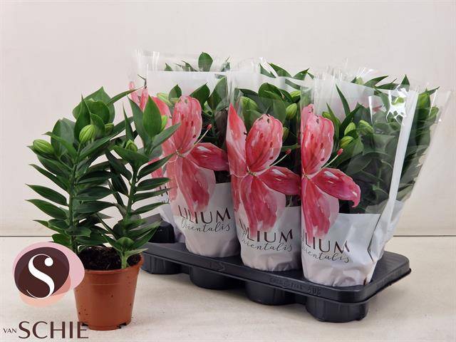 <h4>LIL OR SOUVENIR</h4>