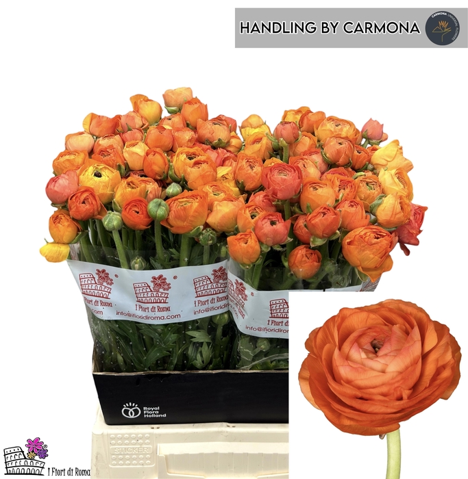 <h4>RAN EL ORANGE</h4>