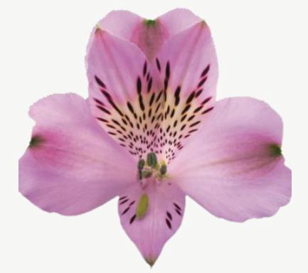 <h4>Alstr Purple Rain</h4>