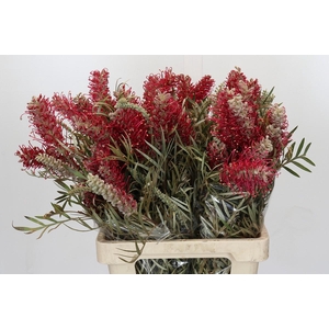 Grevillea Misty Red