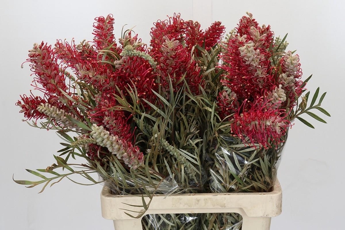 Grevillea Misty Red