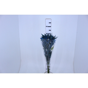 ALSTROEMERIA TINGIDA 080 CM AZUL