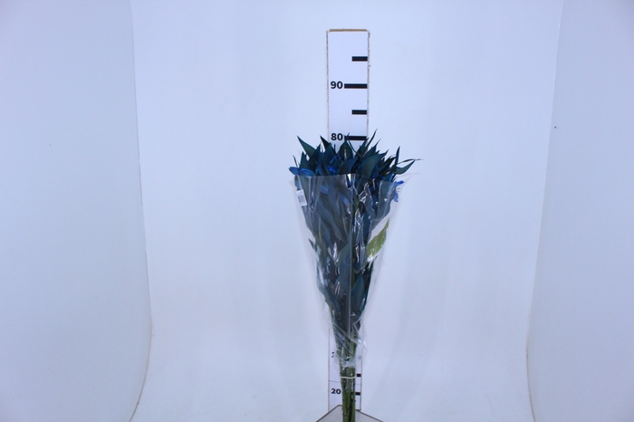 ALSTROEMERIA TINGIDA 080 CM AZUL