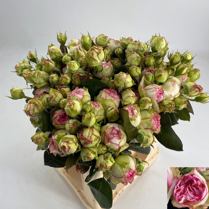 <h4>R TR BIEDERMEIER</h4>