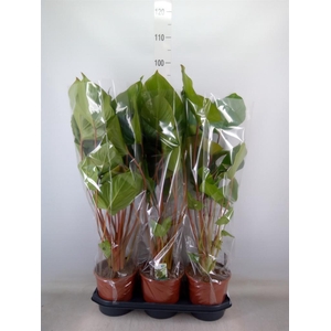 Homalomena rubescens 'Maggy'