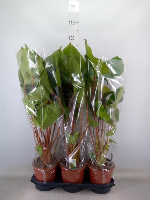 <h4>Homalomena rubescens 'Maggy'</h4>