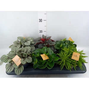 Peperomia   ...mix