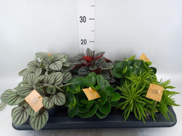 <h4>Peperomia ...mix</h4>