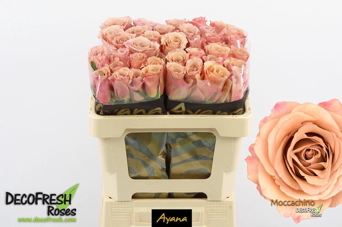 <h4>R Gr Moccachino</h4>