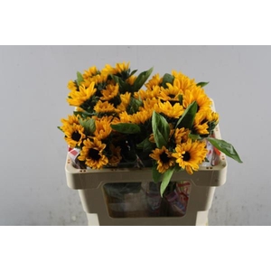 Helian Sunova (sonja) L 50