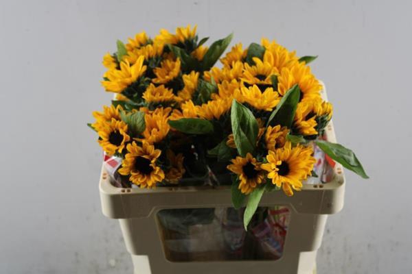 <h4>Helian Sunova (sonja) L 50</h4>