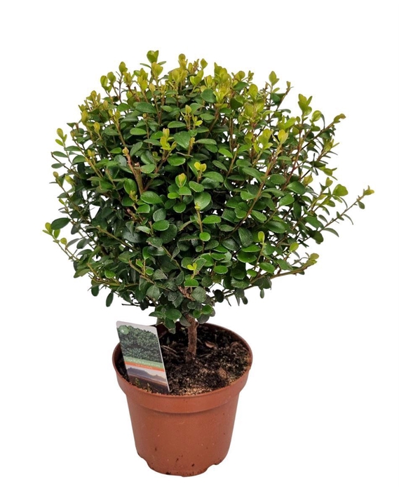 <h4>Myrsine Africana Stem</h4>