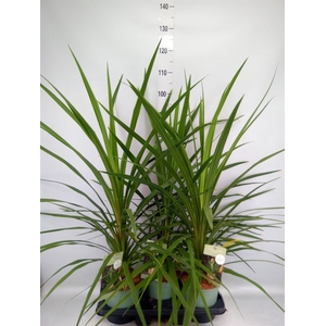 Cordyline indivisa 'Peko'