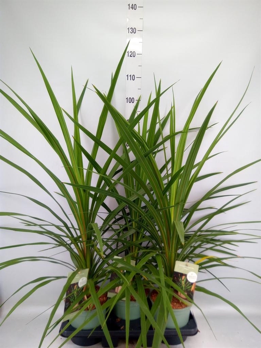 <h4>Cordyline indivisa 'Peko'</h4>