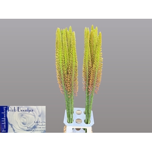 EREMURUS CLEOPATRA