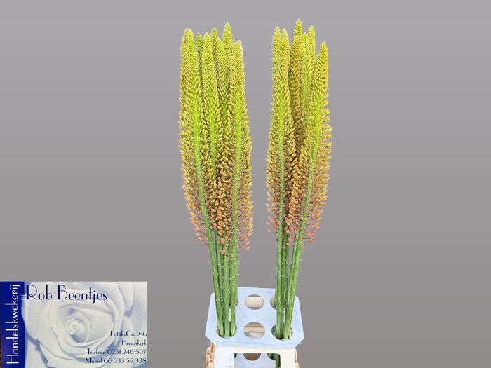 <h4>EREMURUS CLEOPATRA</h4>