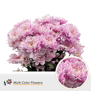 Chr. Tr DYED Fuchsia Light