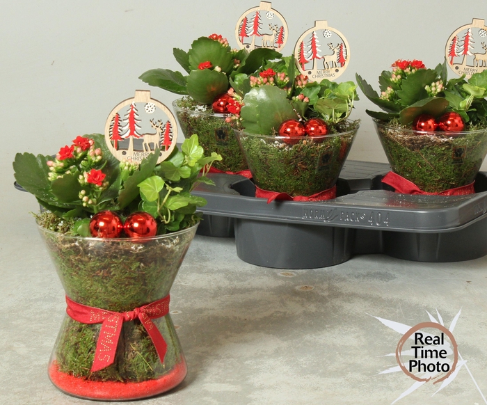 <h4>ARR KAMERPL</h4>