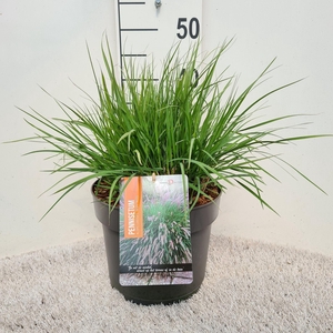 Pennisetum alopecuroides