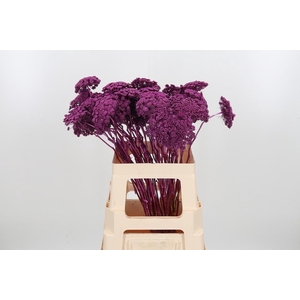 Ammi Zaad Kl Bh Metallic Erika