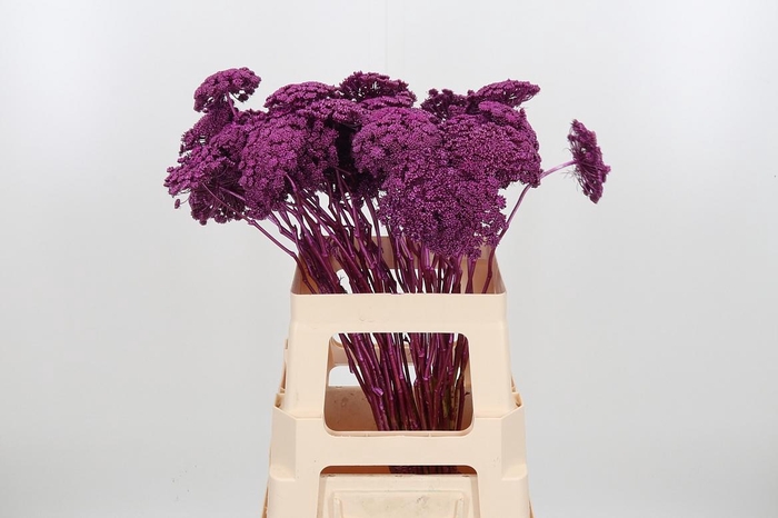 <h4>Ammi Zaad Kl Bh Metallic Erika</h4>