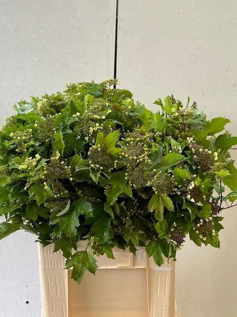 <h4>VIBURNUM OPULUS</h4>