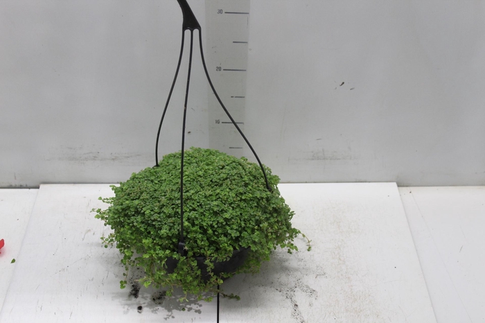 <h4>BARBA DE MOISES C21</h4>