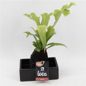 Lova Microsorum Green Flame