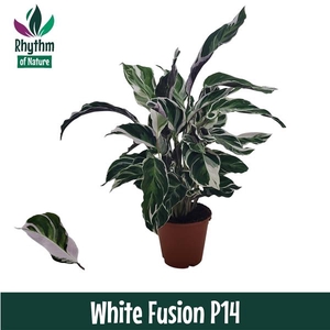 Calathea 'Fusion White'