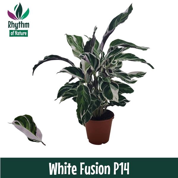 Calathea 'Fusion White'