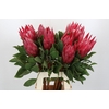 Protea Cynaroides Madiba