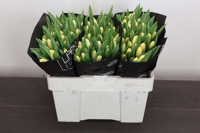 <h4>Tu En Creme Fraiche</h4>