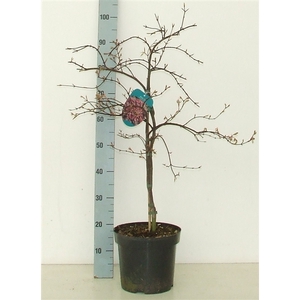 Acer palmatum 'Orangeola' P26 Full CC