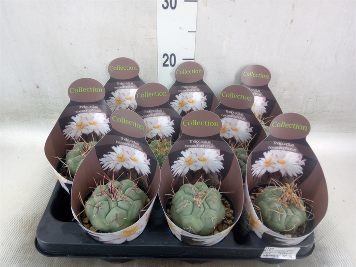 <h4>Cactus   ...</h4>