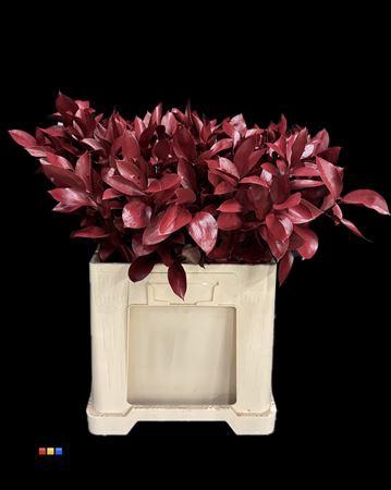 <h4>Ruscus Bordeaux</h4>