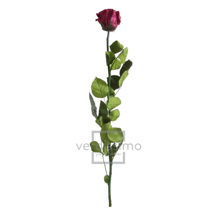 Roos op steel Standard 55cm Cranberry