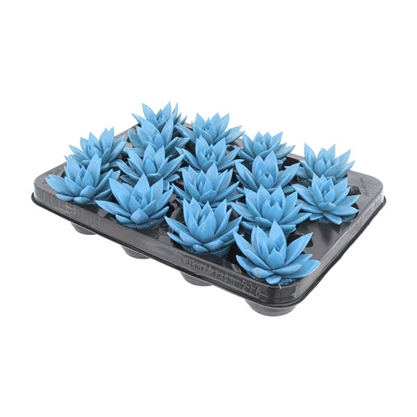 <h4>Echeveria coloured light blue</h4>